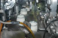 Fabrication des yaourts - Yaourts après remplissage par du lait ensemencé